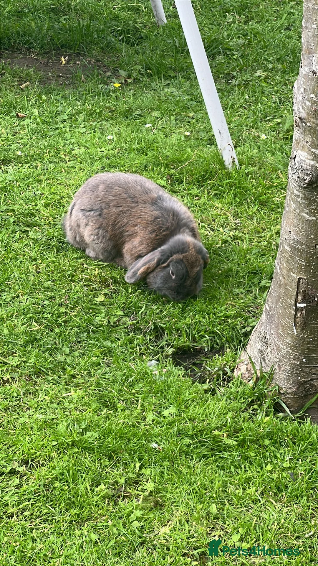 Mini Lop rabbits for sale: mini lop babies  - Advert 23
