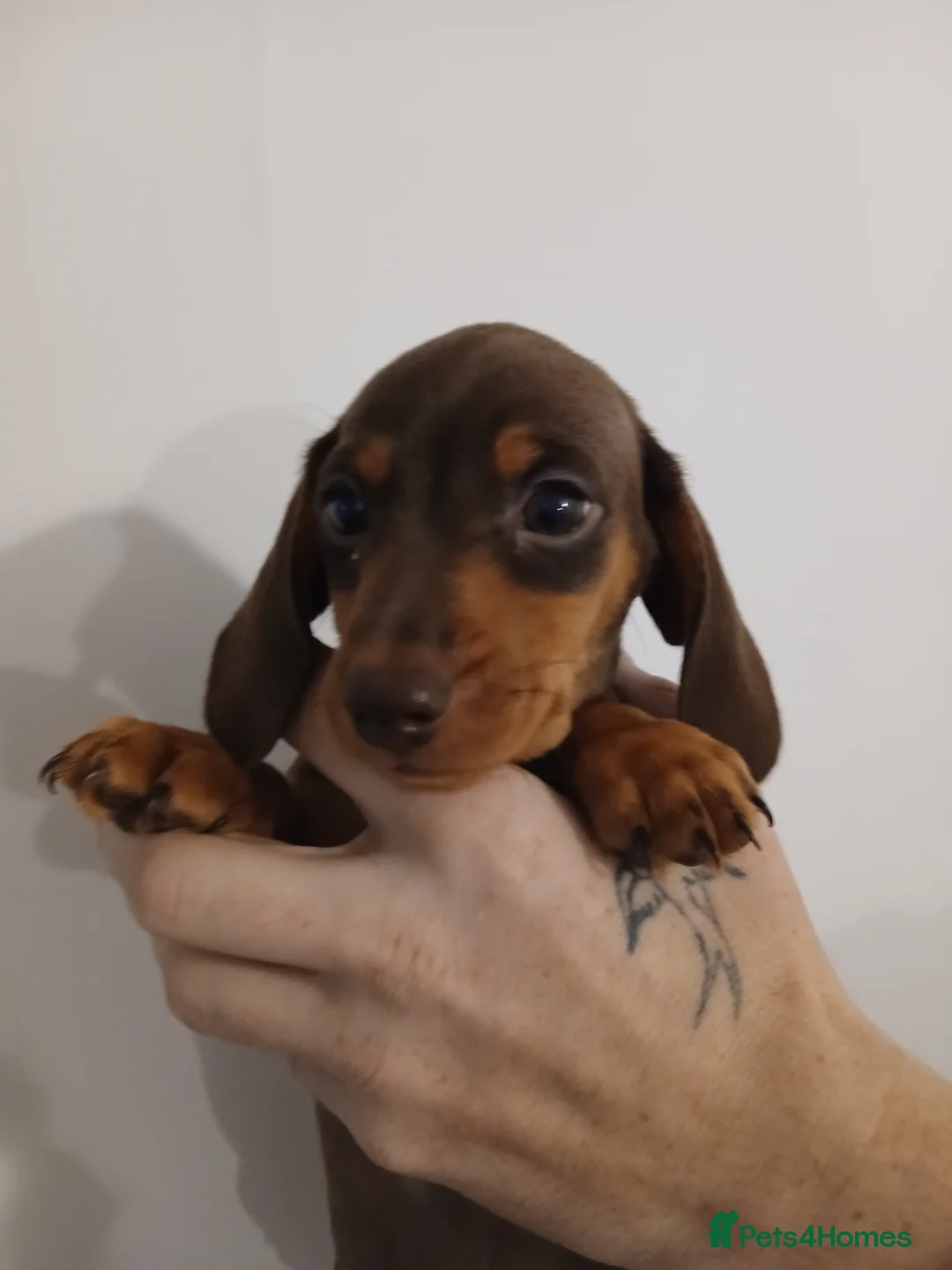 Dachshund dogs for sale: Now only 2 male mini dachshund puppies  - Advert 25