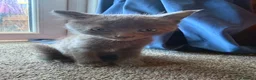 Bengal cats for sale: Bengal cross kittens  - Advert 9