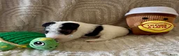 Fox Terrier dogs for sale: Kc registered wire fox terriers  - Advert 6
