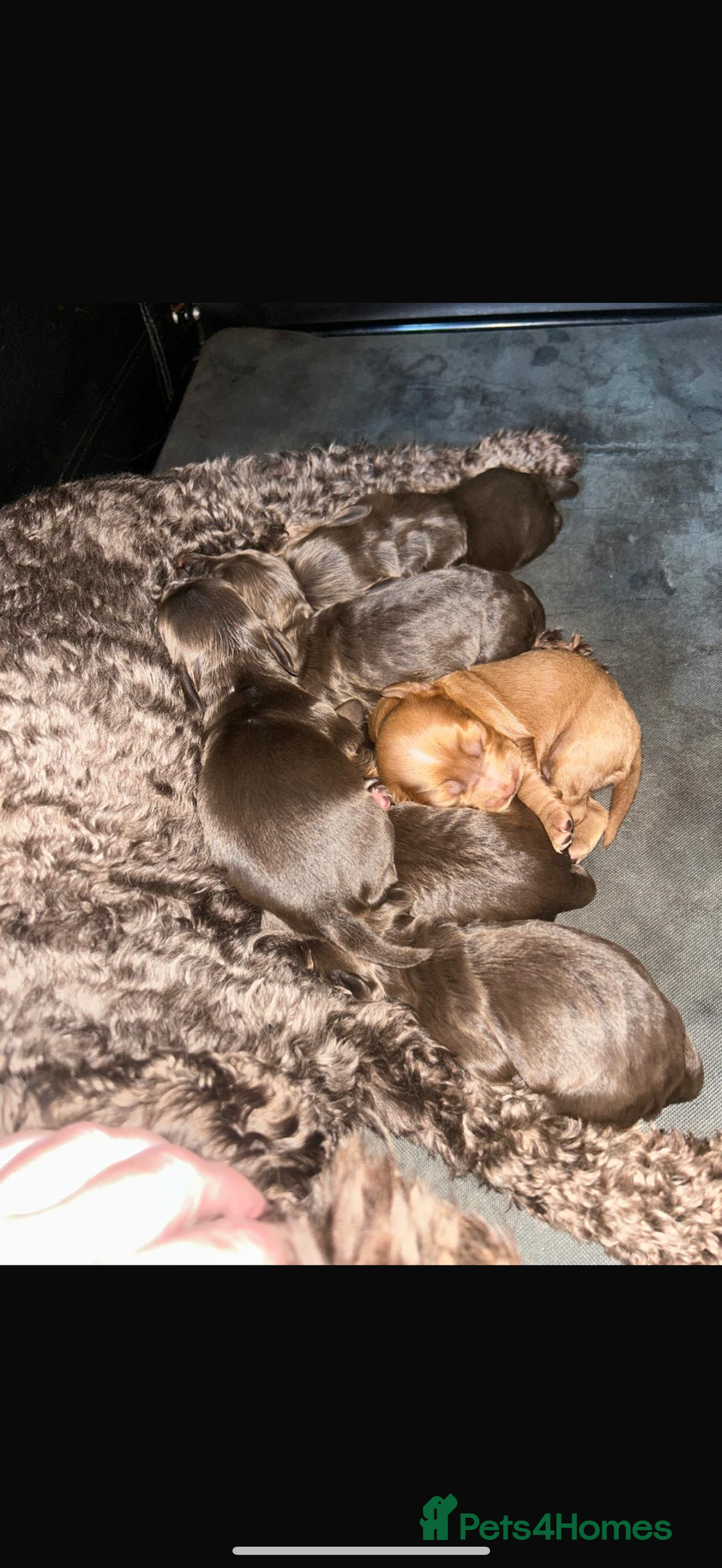 Cockapoo dogs for sale: Cockapoo/ cocker spaniel puppies - Advert 17