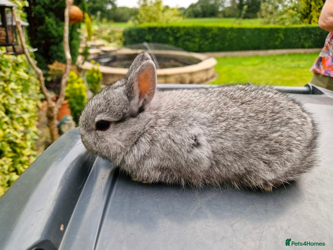 Netherland Dwarf rabbits for sale: Genuine Netherland Dwarf Kits  - Advert 2