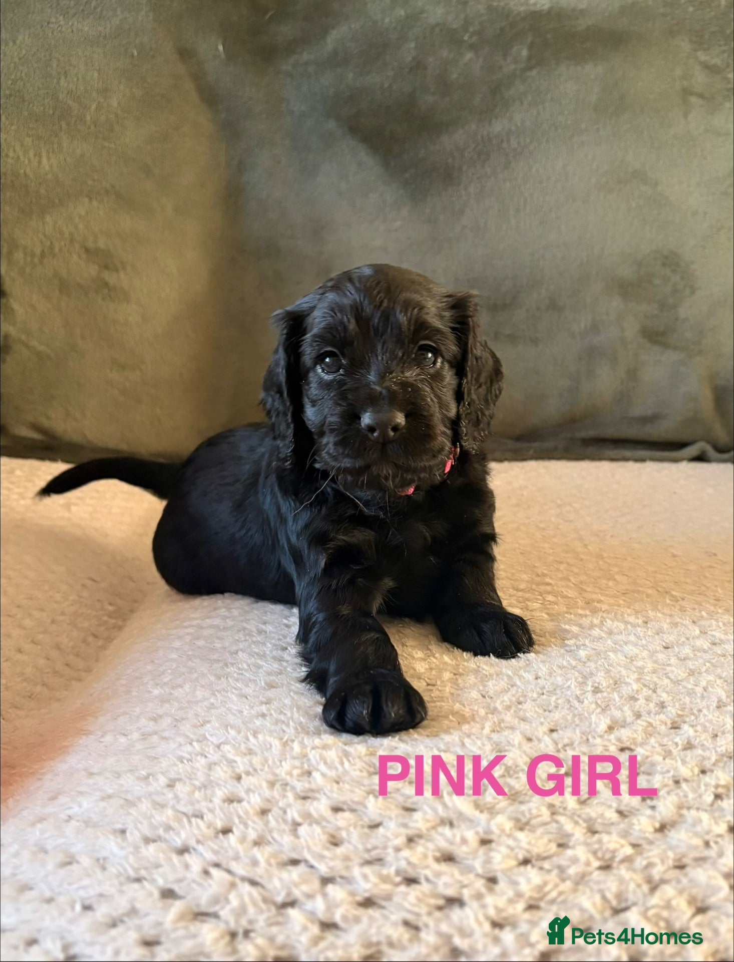 Cocker Spaniel dogs for sale: *1 girl left* Gorgeous Working KC Cocker Spaniels - Advert 2