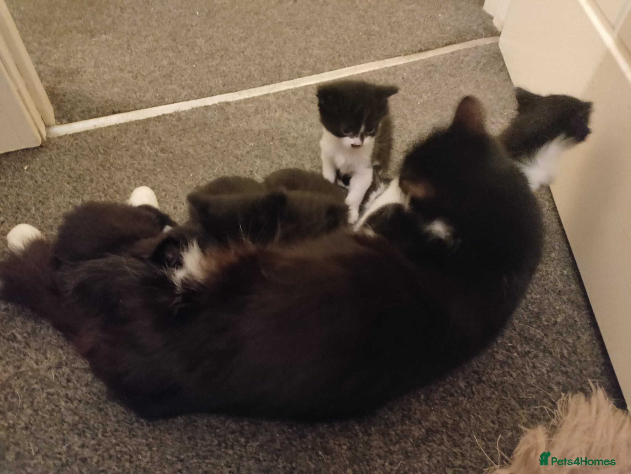 Mixed Breed cats 8 beautiful kittens available mid June - Advert 1