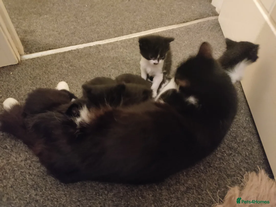 Mixed Breed cats for sale: 8 beautiful kittens available mid June - Advert 1