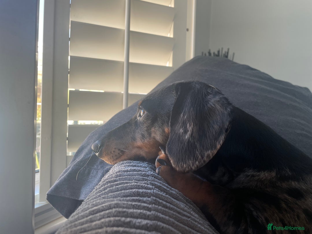 Miniature Dachshund dogs for sale: Miniature dachshund FEMALE  - Image 4