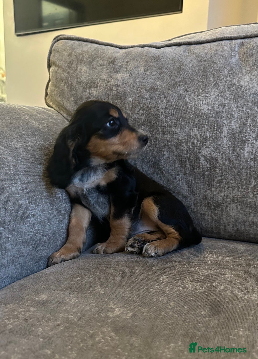 Sprocker dogs for sale: Beautiful sprocker puppies - Advert 12