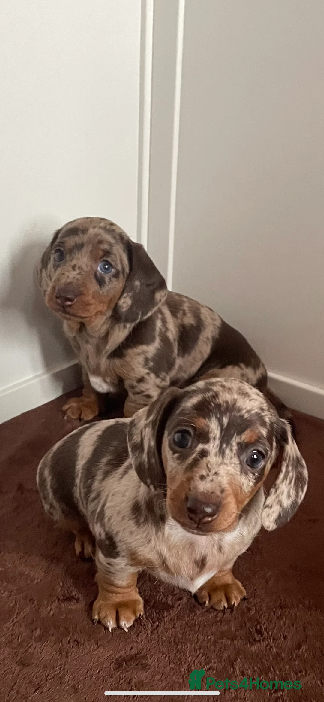 Miniature Dachshund dogs for sale: Miniature dapple piebald puppies - LAST BOY LEFT! - Advert 1