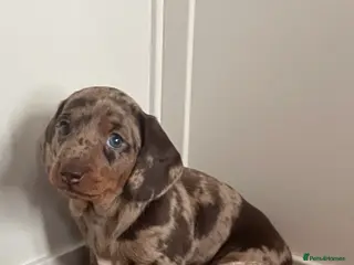 Miniature Dachshund dogs Miniature dapple piebald puppies - Advert 8