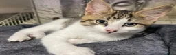 Norwegian Forest Cat cats for sale: Norwegian Forrest Cat mix bread  - Advert 17