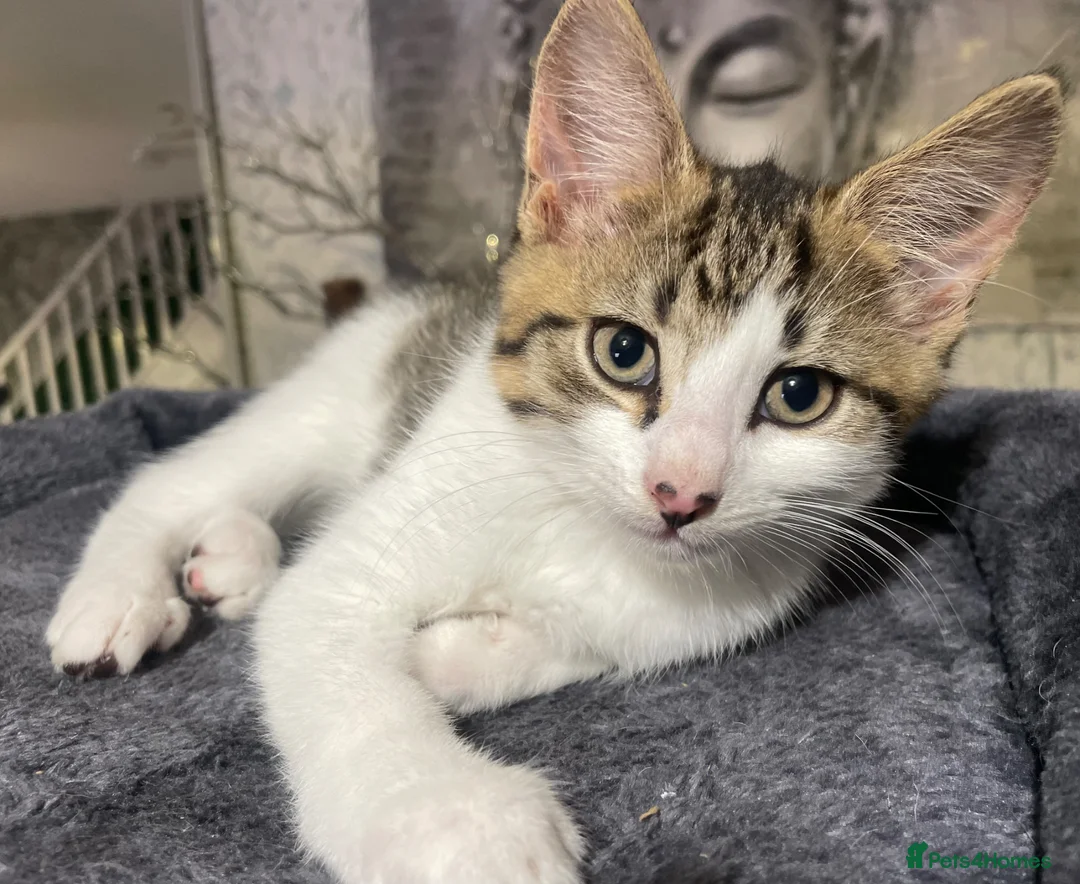 Norwegian Forest Cat cats for sale: Norwegian Forrest Cat mix bread  - Advert 17