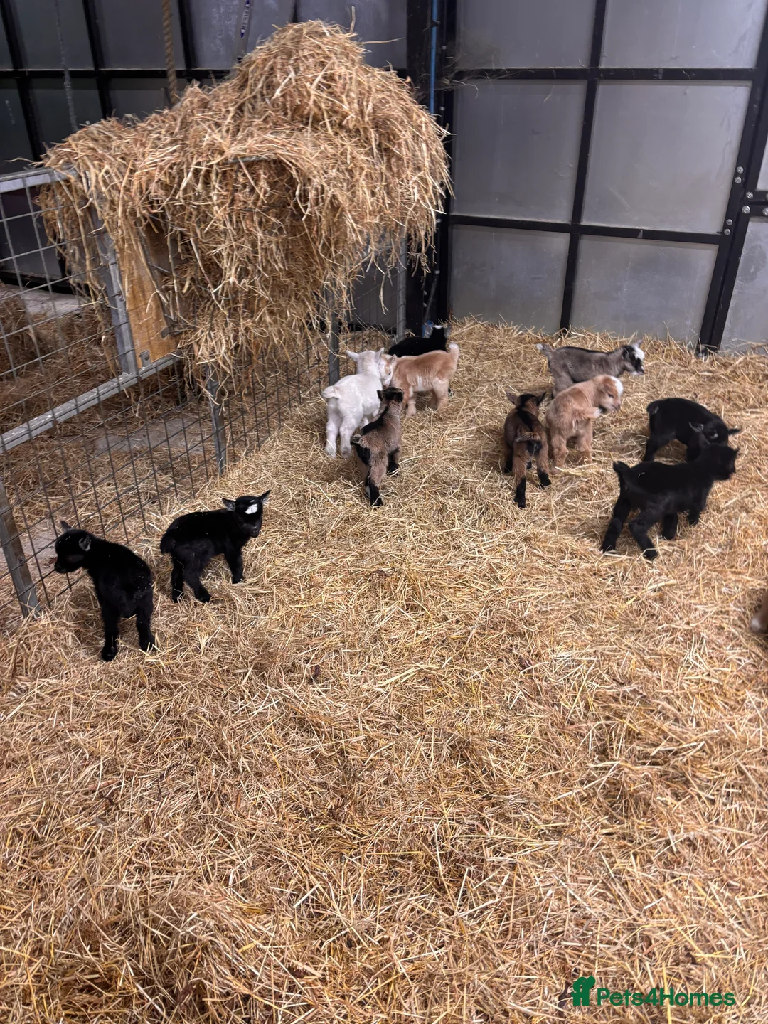 Goats livestock for sale: Gorgeous Pygmy Goats - Ready from mid April  - Advert 12