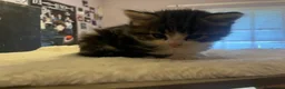 Mixed Breed cats for sale: Beautiful longhair kittens for sale  - Advert 3