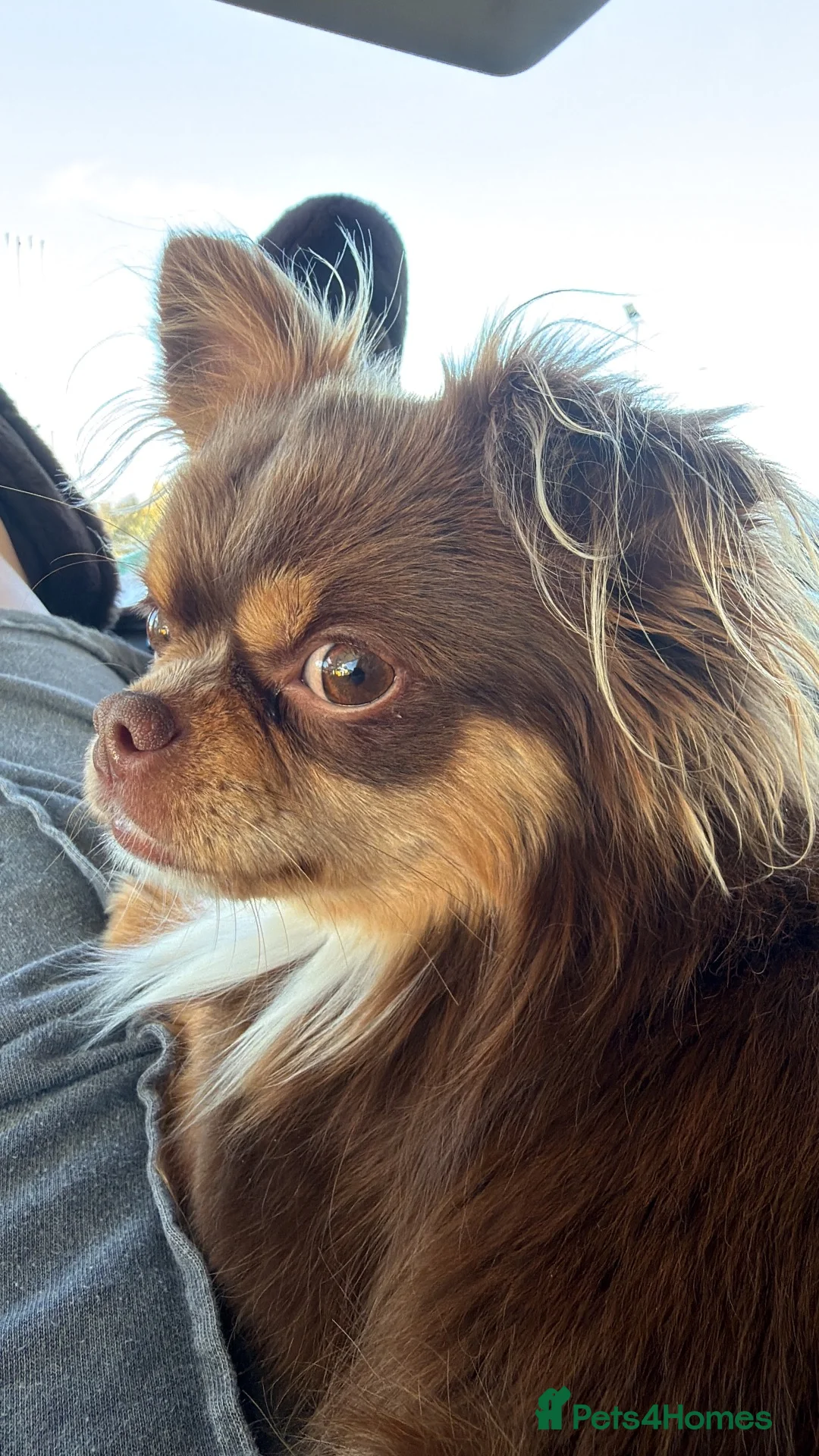 Chihuahua dogs for stud: MILO chocolate and tan longhair  - Advert 2
