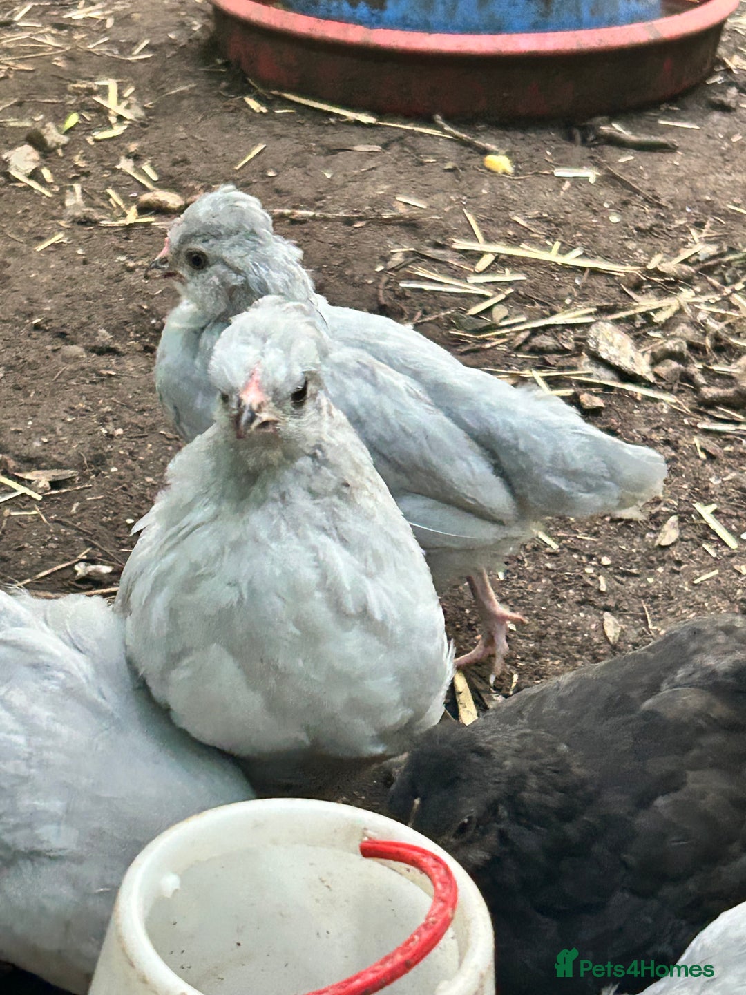 Chickens poultry for sale: Unsexed Araucana Chicks - Image 5