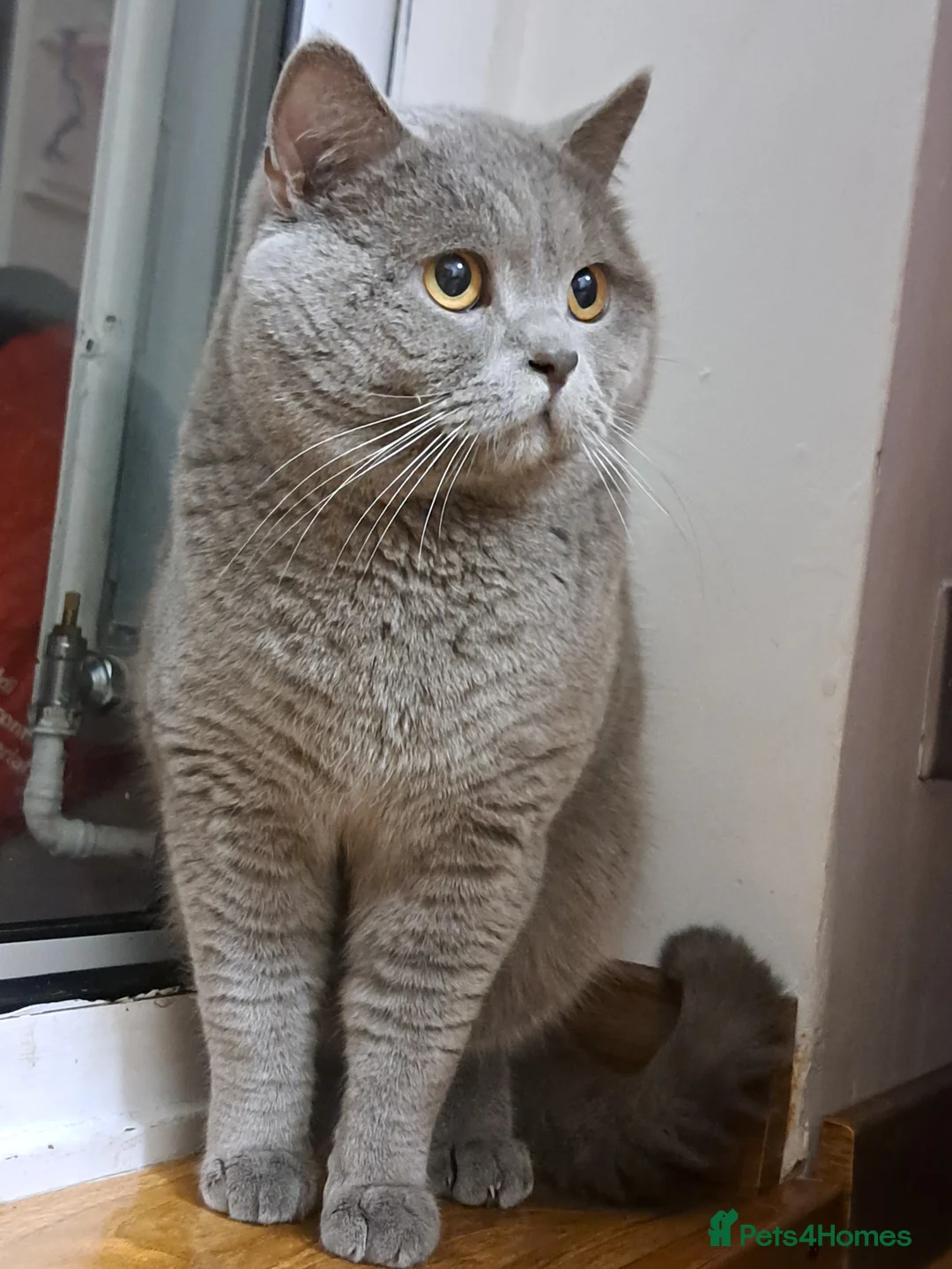 British Shorthair cats for stud: GCCF Registered Active, Blue Cat For Stud. in Sheffield - Advert 16