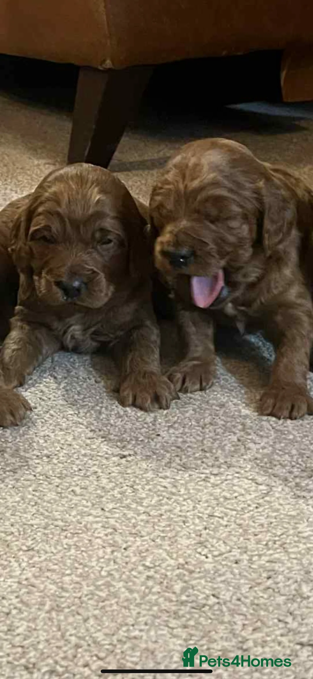 Irish Doodle dogs for sale: Beautiful Irish doodle puppies  - Advert 7