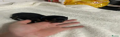Blue boy