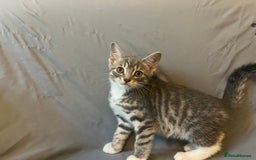 Bengal cats for sale: Gemini grey beauties - Image 8