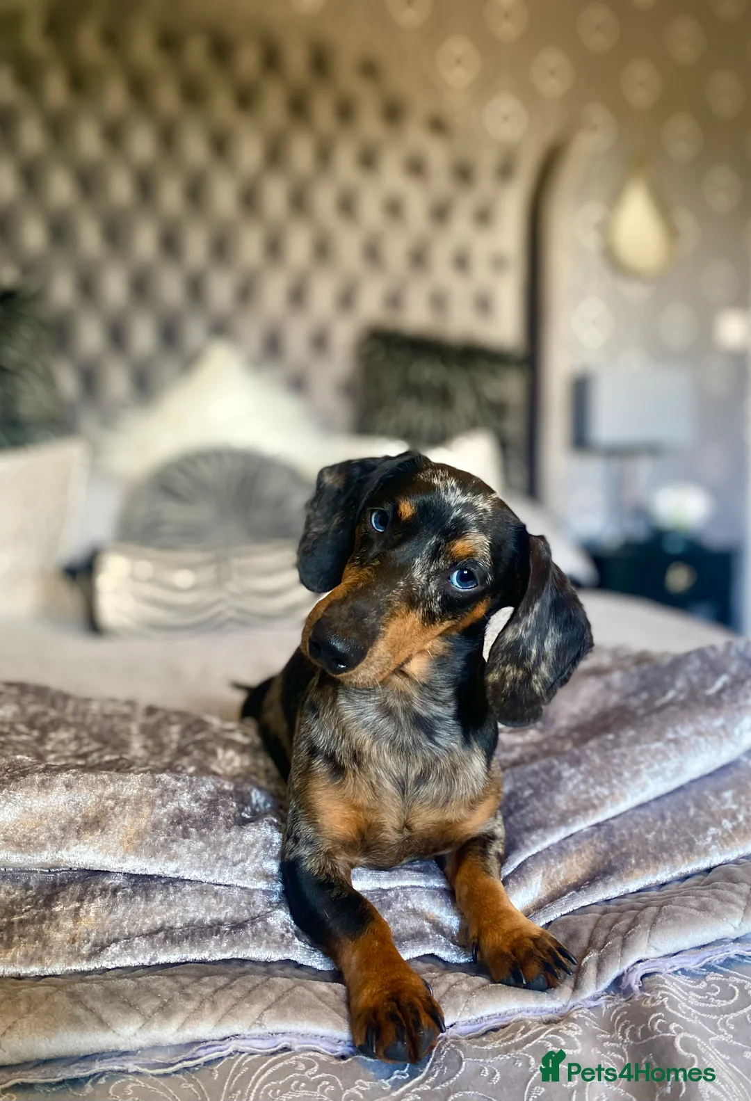 Miniature Dachshund dogs for sale: MINI DACHSHUND PUPPIES💕 KC REGISTERED/PRA CLEAR  - Advert 12