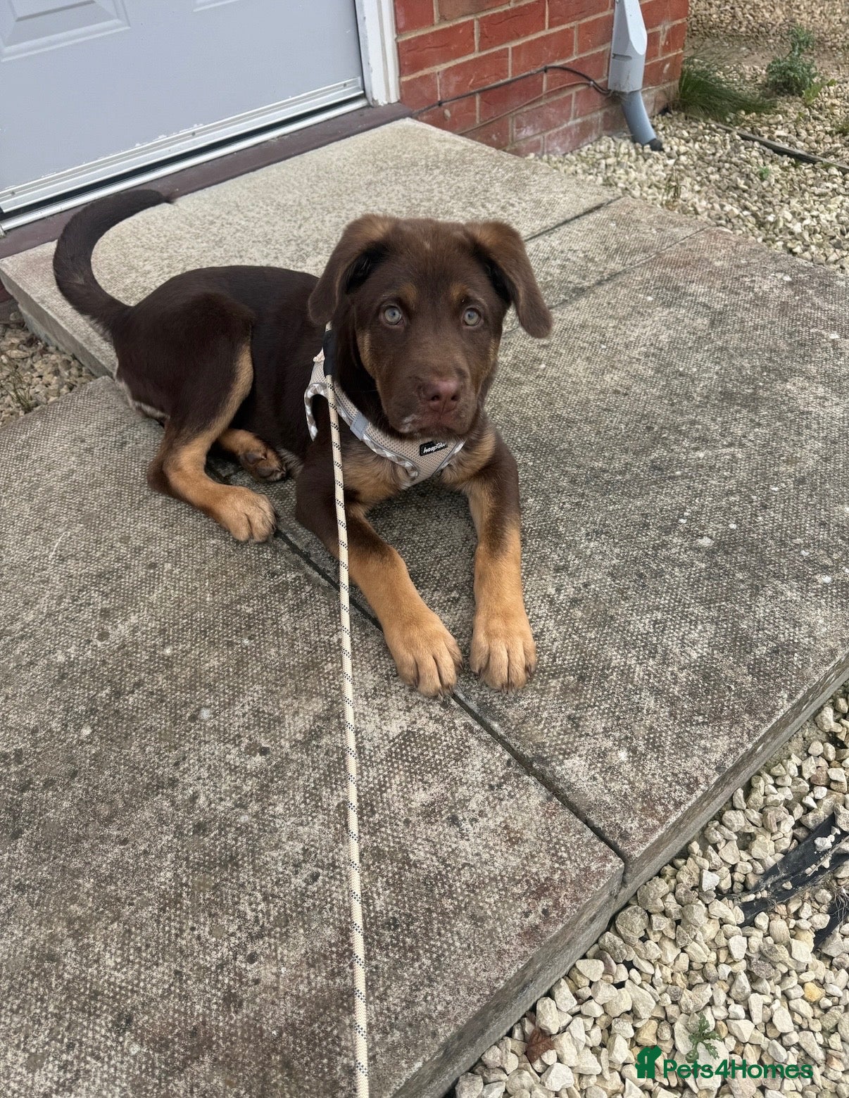 Mixed Breed dogs for sale: Chow chow x Belgian malinois (read ad) - Advert 17