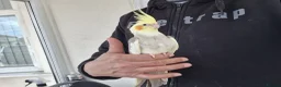 Cockatiels birds for sale: Super Hand Tamed cockatiel for sale  - Advert 23