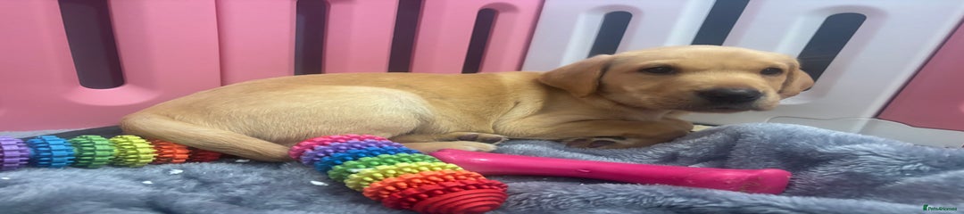 Labrador Retriever Puppy 5