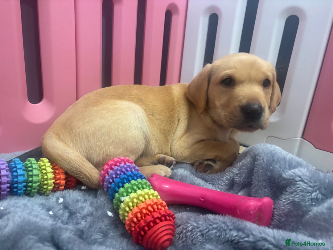 Labrador Retriever dogs for sale: 1 Kennel club reg  health tested chunky Labradors  - Image 32