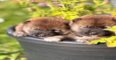 Japanese Shiba Inu dogs in Derby - Advert 3