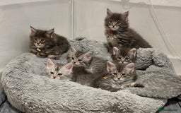 Maine Coon cats for sale: Tica Registered Maine Coon kittens  - Image 3