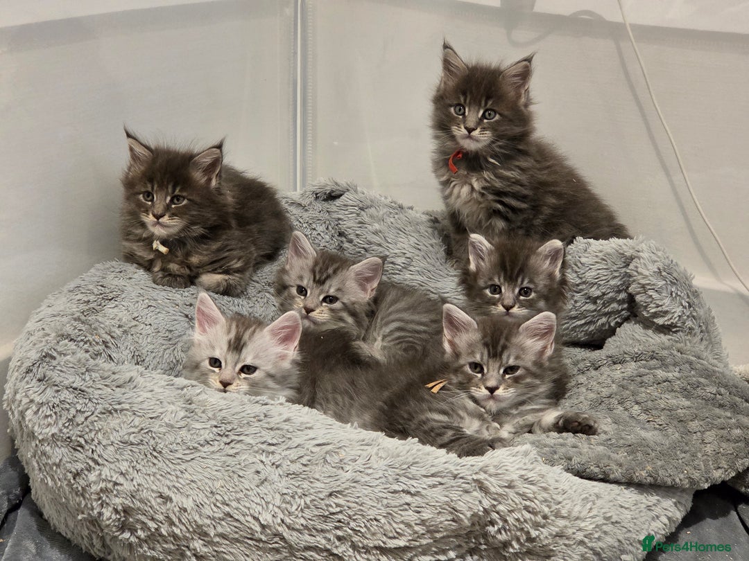 Maine Coon cats for sale: Tica Registered Maine Coon kittens  - Image 3