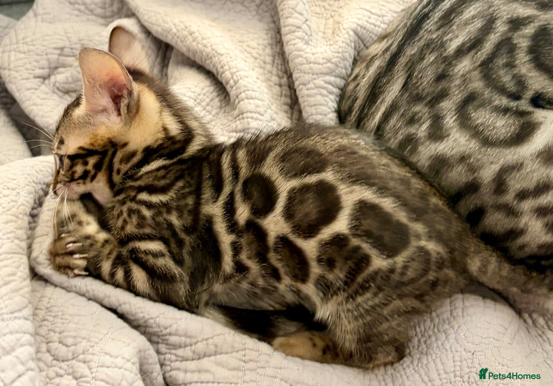 Bengal cats Last 2 Bengal kittens ready to leave now - Advert 1