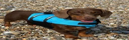 Miniature Dachshund dogs for sale: Friendly, happy miniature dachshund in Colchester - Advert 4
