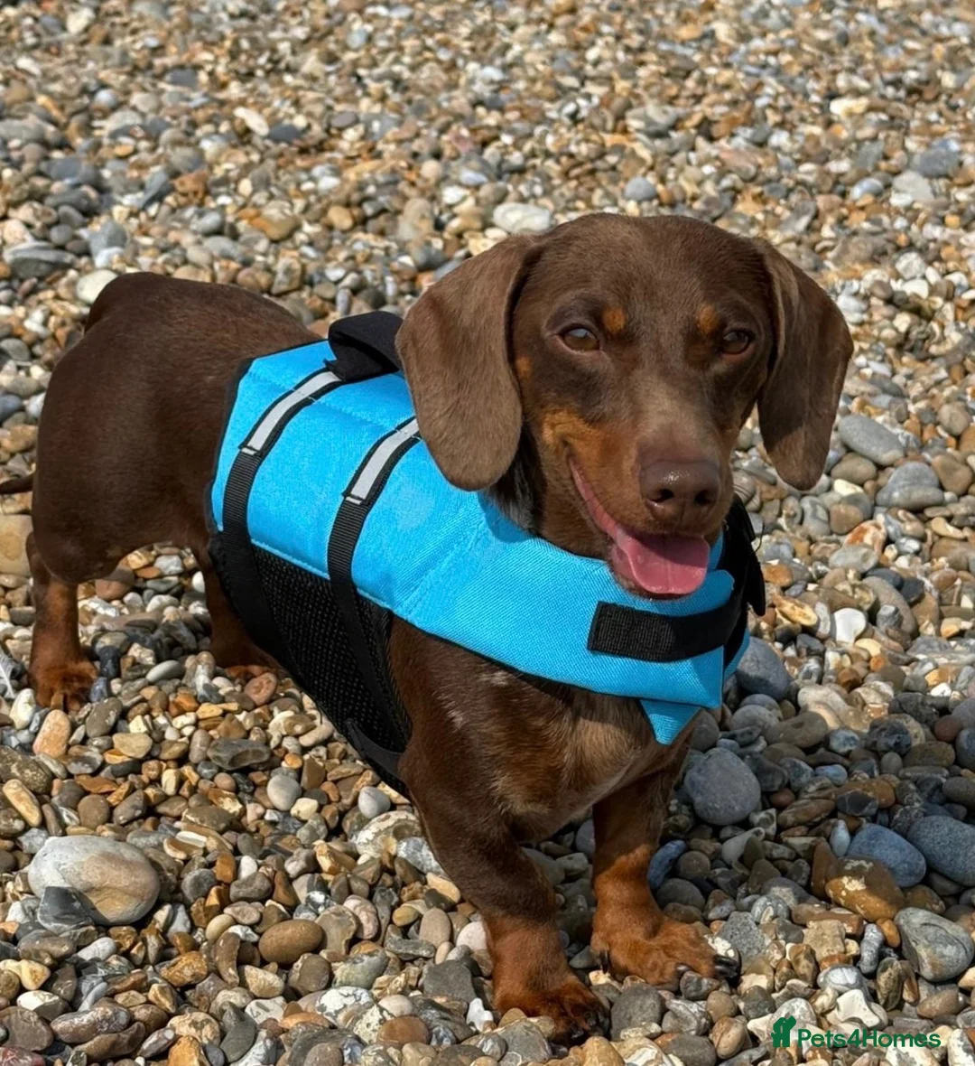 Miniature Dachshund dogs for sale: Friendly, happy miniature dachshund in Colchester - Advert 4