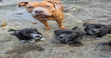 Mixed Breed dogs Two beautiful Staffy x Husky puppies  - Advert 7