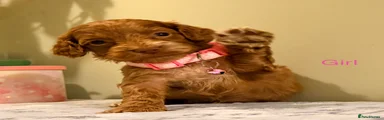Daphne