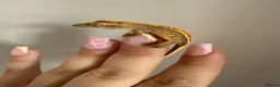 Gecko reptiles for sale: Crested gecko for sale  - Advert 6