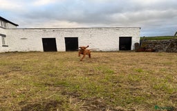 Hungarian Vizsla dogs for sale: Beautiful Nellie needs a family  - Image 1