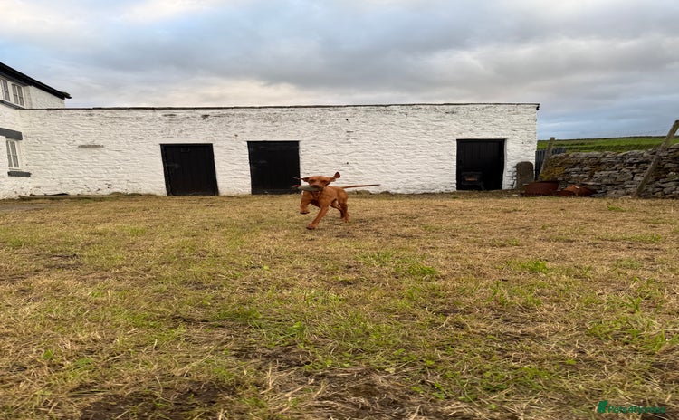 Hungarian Vizsla dogs - Advert 5
