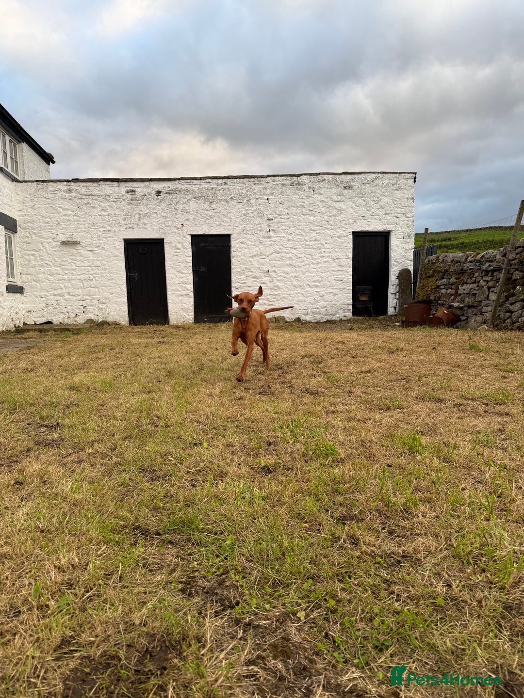Hungarian Vizsla dogs for sale: Beautiful Nellie needs a family  - Image 1