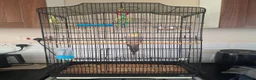 Cockatiels birds for sale: Male Cockatiel and large cage  in Hull - Advert 4