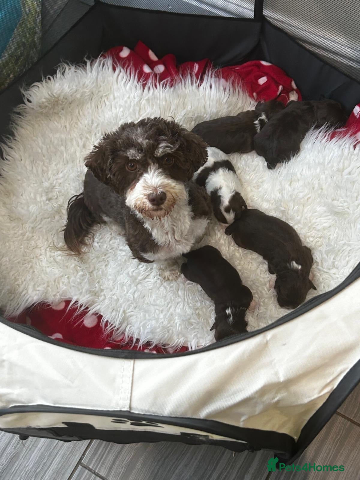 Havanese dogs Stunning pedigree Havanese puppies  - Advert 14