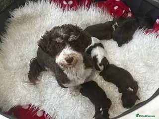 Havanese dogs Stunning pedigree Havanese puppies - Advert 14