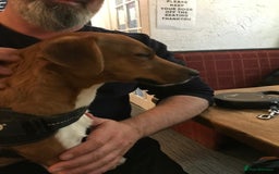 Plummer Terrier dogs for sale: Loving Plummer Terrier for Re Homing - Image 4