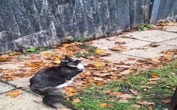 British Longhair cats for sale: Kitten almost 6 months old - Image 5