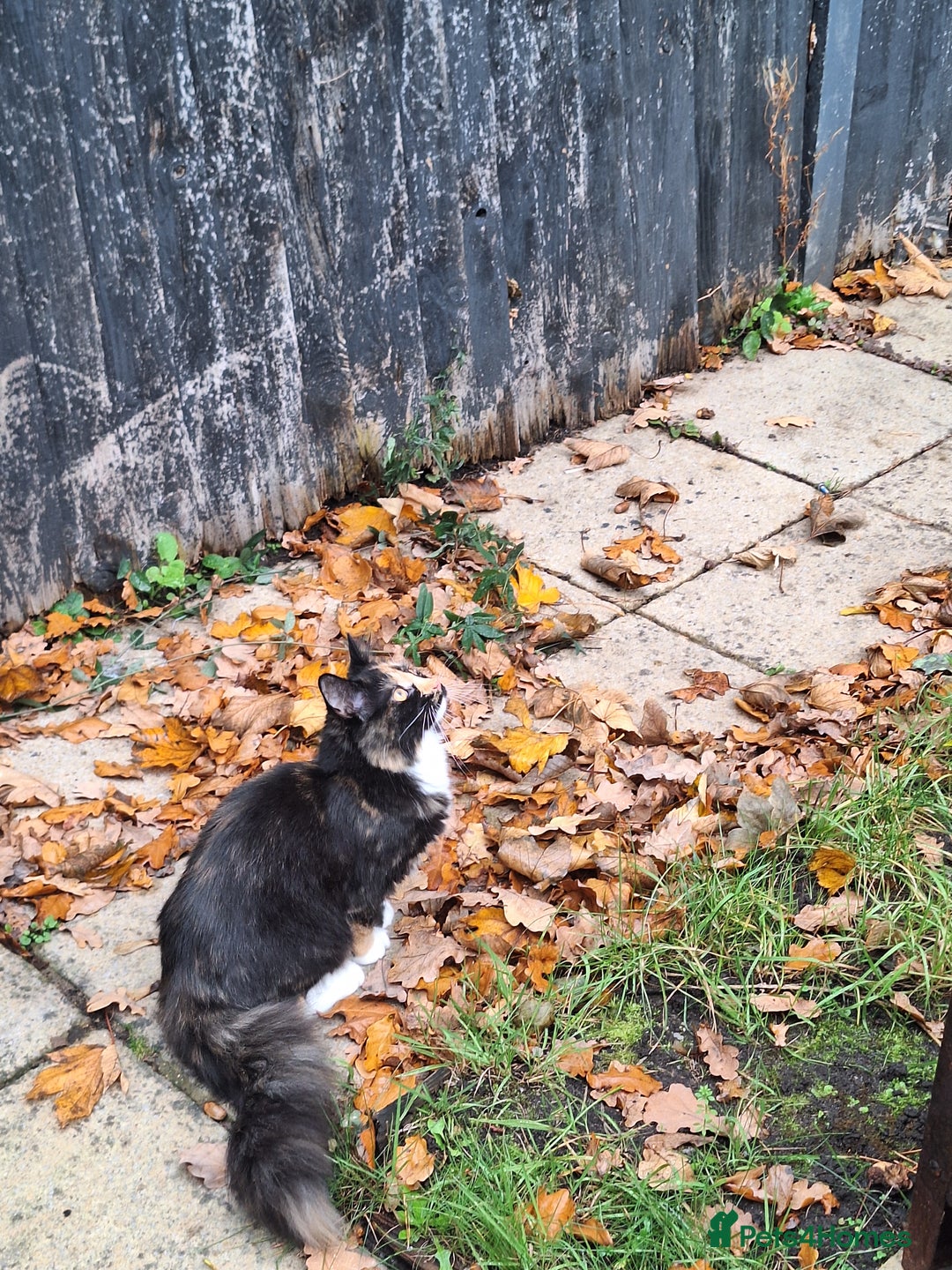British Longhair cats for sale: Kitten almost 6 months old - Image 5