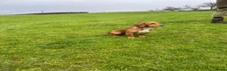 Cocker Spaniel dogs for stud: Exceptional Working Cocker Spaniel Stud Dog - Advert 5