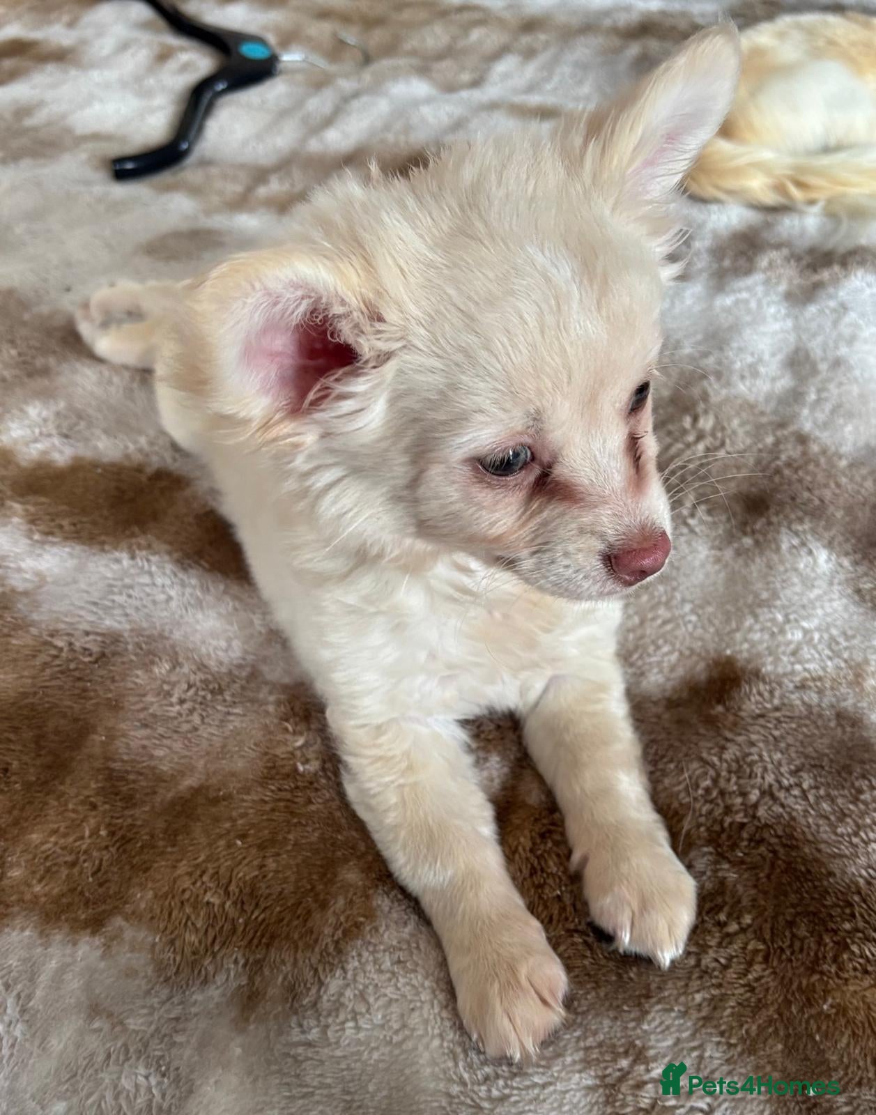 Chihuahua dogs for sale: Full Pedigree Chihuahua Puppy in Southampton - Advert 10