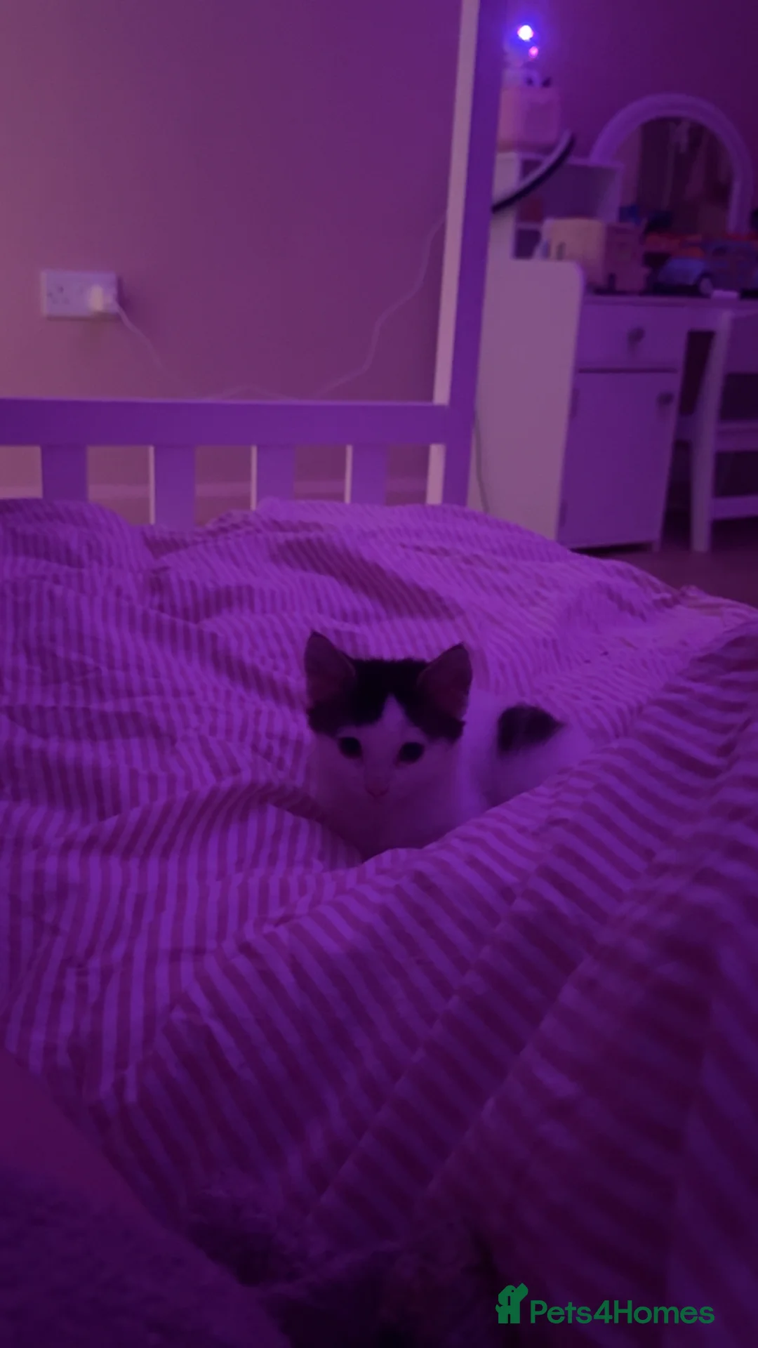 Mixed Breed cats for sale: Kittens  - Advert 2