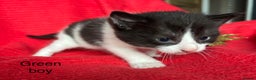 Mixed Breed cats for sale: Black and White fluffy kittens  - Advert 14